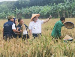 Panen Padi Bersama di Rorotan, Pemprov DKI Dukung Para Petani Jakarta Tingkatkan Ketahanan Pangan