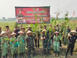 Dandim 0509, Pangdam Jaya dan Pj Bupati Bekasi Panen Jagung Bersama