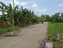 Kesal Jalan Rusak Tak Diperhatikan, Warga Bulete Tanam Pohon Pisang Ditengah Jalan