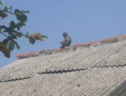 Warga Karang Baru Heboh, Monyet dan Lutung Liar Berkeliaran Hingga ke Atap Warga