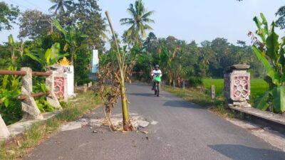 Tak Kunjung Diperbaiki, Lubang di Jembatan Penghubung Desa Bumidaya-Tanjungjaya Ditanami Pohon Pisang