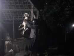 Bantuan Hibah Ternak Kambing Dari Provinsi Lampung di Bumirestu Mati