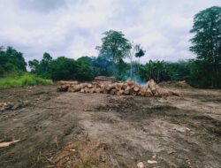 Dampak Sawmill di Kabupaten Merangin Mulai Menghawatirkan