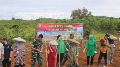 Tingkatkan Ketahanan Pangan, Kodim 0603/Lebak Tanam Sorgum Bareng Petani