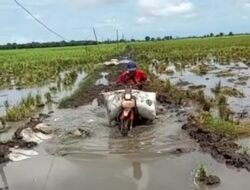 Keluhkan Jalan Rusak, Petani di Palas Kesulitan Bawa Hasil Panen