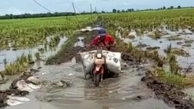 Keluhkan Jalan Rusak, Petani di Palas Kesulitan Bawa Hasil Panen