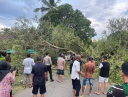 Diterpa Anging Kencang, Pohong Asam Tumbang Tutupi Jalan Poros Sengkang-Tarupakkae