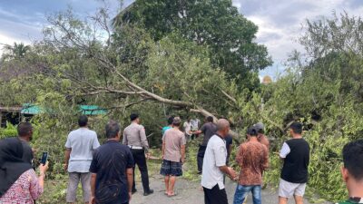 Diterpa Anging Kencang, Pohong Asam Tumbang Tutupi Jalan Poros Sengkang-Tarupakkae