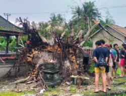 Hujan Angin Mengakibatkan Pohon Besar Tumbang Menimpa Pagar Pura