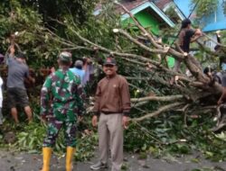 Akibat Angin Kencang, 45 Rumah di Sukapura Sragi Rusak,  1 Pohon Besar Tumbang