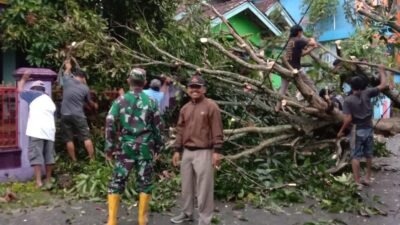 Akibat Angin Kencang, 45 Rumah di Sukapura Sragi Rusak,  1 Pohon Besar Tumbang