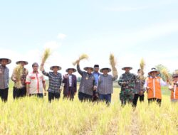 Bupati Wajo Ikuti Panen Raya Jamaah Tani Muhammadiyah di Pammana