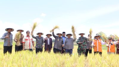 Bupati Wajo Ikuti Panen Raya Jamaah Tani Muhammadiyah di Pammana