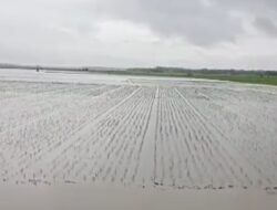 370 Hektar Sawah di Kecamatan Sragi Lamsel Terendam Banjir