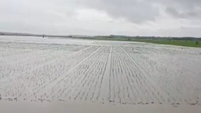 370 Hektar Sawah di Kecamatan Sragi Lamsel Terendam Banjir