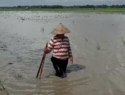 Curah Hujan Yang Tinggi Mengakibatkan Ratusan Hektar Padi Terendam Air di Palas