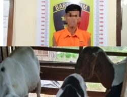 Mencuri Kambing, Seorang Pria di Tanjung Bintang Diringkus Polisi