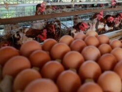 Harga Telur Ayam di Bekasi Meroket Hingga Rp 31.500 Per Kilo