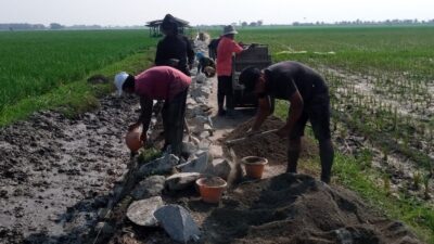 Dikerjakan Asal Jadi, Kegiatan P3-TGAI BBWSC di Kertasari Pebayuran Amburadul