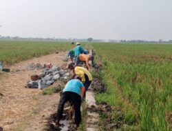 Kegiatan P3-TGAI Kampung Rawakeladi Desa Sukaindah Diduga Dikerjakan Asal-asalan