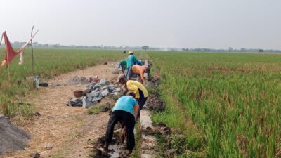 Kegiatan P3-TGAI Kampung Rawakeladi Desa Sukaindah Diduga Dikerjakan Asal-asalan