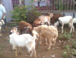 Pengepul Kambing di Palas Lamsel Beberkan Turunnya Harga Kambing Jelang Idul Adha