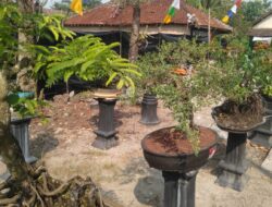 Komunitas Bonsai di Lampung Selatan, Pamerkan Puluhan Bonsai