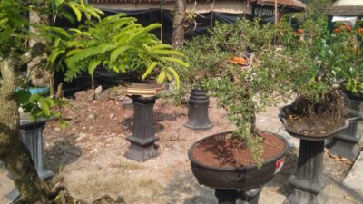 Komunitas Bonsai di Lampung Selatan, Pamerkan Puluhan Bonsai