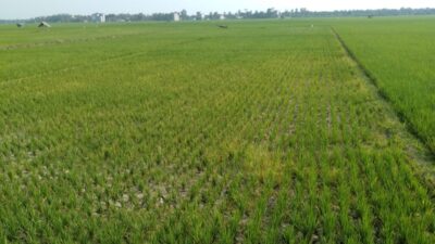 Kemarau Panjang, Hektaran Sawah di Sragi Lampung Selatan Terancam Gagal Panen