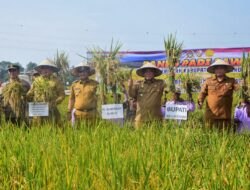 Panen Padi di Tanjung Morawa, Bupati: Deli Serdang Lumbung Pangan Sumatera Utara