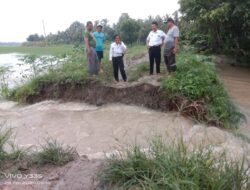 Akibat Tanggul Jebol, Ribuan Hektar Sawah di Palas Lamsel Terendam Banjir