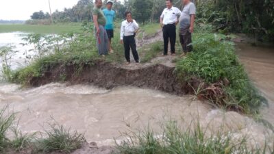 Akibat Tanggul Jebol, Ribuan Hektar Sawah di Palas Lamsel Terendam Banjir