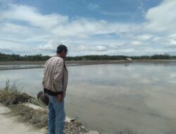 Puluhan Hektar Sawah di Lampung Selatan Terendam Banjir, Petani Mengeluh Soal Modal