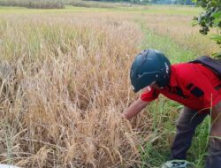 Diserang Hama Wereng, Petani Tanjung Jaya Palas Mengaku Kewalahan