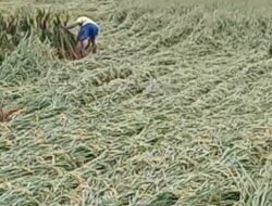 Panen Raya Padi di Palas Namun Petani Sengsara