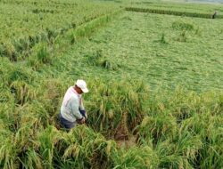 Hujan Deras Disertai Angin di Sragi Lamsel, Pohon Padi Roboh, Petani Lesu