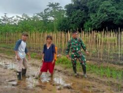 Babinsa Koramil 1311-02/Bungku Selatan Pantau Kegiatan Petani Desa Lele