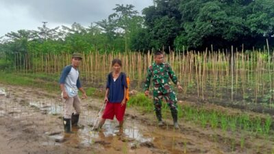 Babinsa Koramil 1311-02/Bungku Selatan Pantau Kegiatan Petani Desa Lele