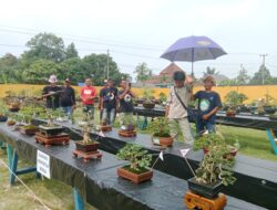 350 Tanaman Bonsai Berbagai Jenis, Dipamerkan di Pameran Bonsai Lampung Selatan