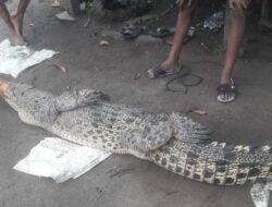 Warga Bandar Agung Kembali Tangkap Seekor Buaya