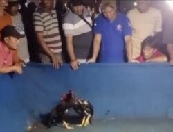 Event Sabung Ayam di Blitar Tersebar di Pamflet, APH Tidak Tahu???