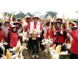 Panen Jagung, Petani : Terimakasih, Bapak Tri Adhianto Adalah Sosok Pemimpin Yang Sudah Teruji