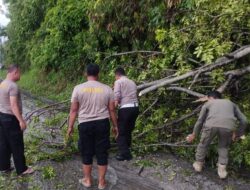 Perlancar Akses Nataru, Polisi di Lamsel Bantu Evakuasi Pohon Tumbang