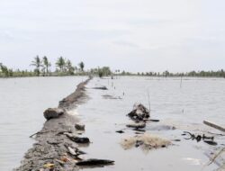 Ratusan Hektare Tambak Udang di Lamsel Terendam Banjir, Petani Rugi