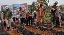 Program Ketahanan Pangan, Pj Bupati Merangin dan Kapolres Tanam Jagung Serentak