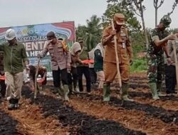 Program Ketahanan Pangan, Pj Bupati Merangin dan Kapolres Tanam Jagung Serentak