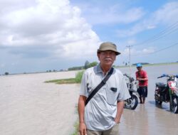 Sawah di Kecamatan Palas Terkepung Banjir, Petani Menjerit