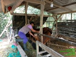 UPT Puskeswan Dan Dinas Kesehatan Lakukan Vaksin Program Pemerintah di Palas