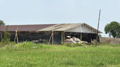 JPL Menduga Izin Peternakan Ayam PT Intertama Trikencana Bersinar Karawang Bermasalah